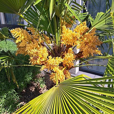 Palm Garden Apartment 1 米库洛夫 外观 照片