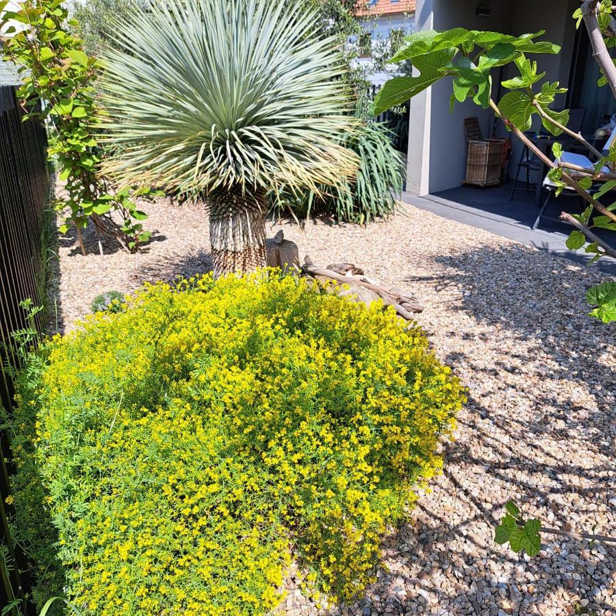 Palm Garden Apartment 1 米库洛夫 外观 照片